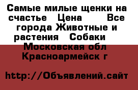 Самые милые щенки на счастье › Цена ­ 1 - Все города Животные и растения » Собаки   . Московская обл.,Красноармейск г.